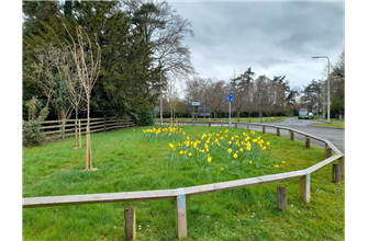 Trees and Daffs by Blue gate 1
